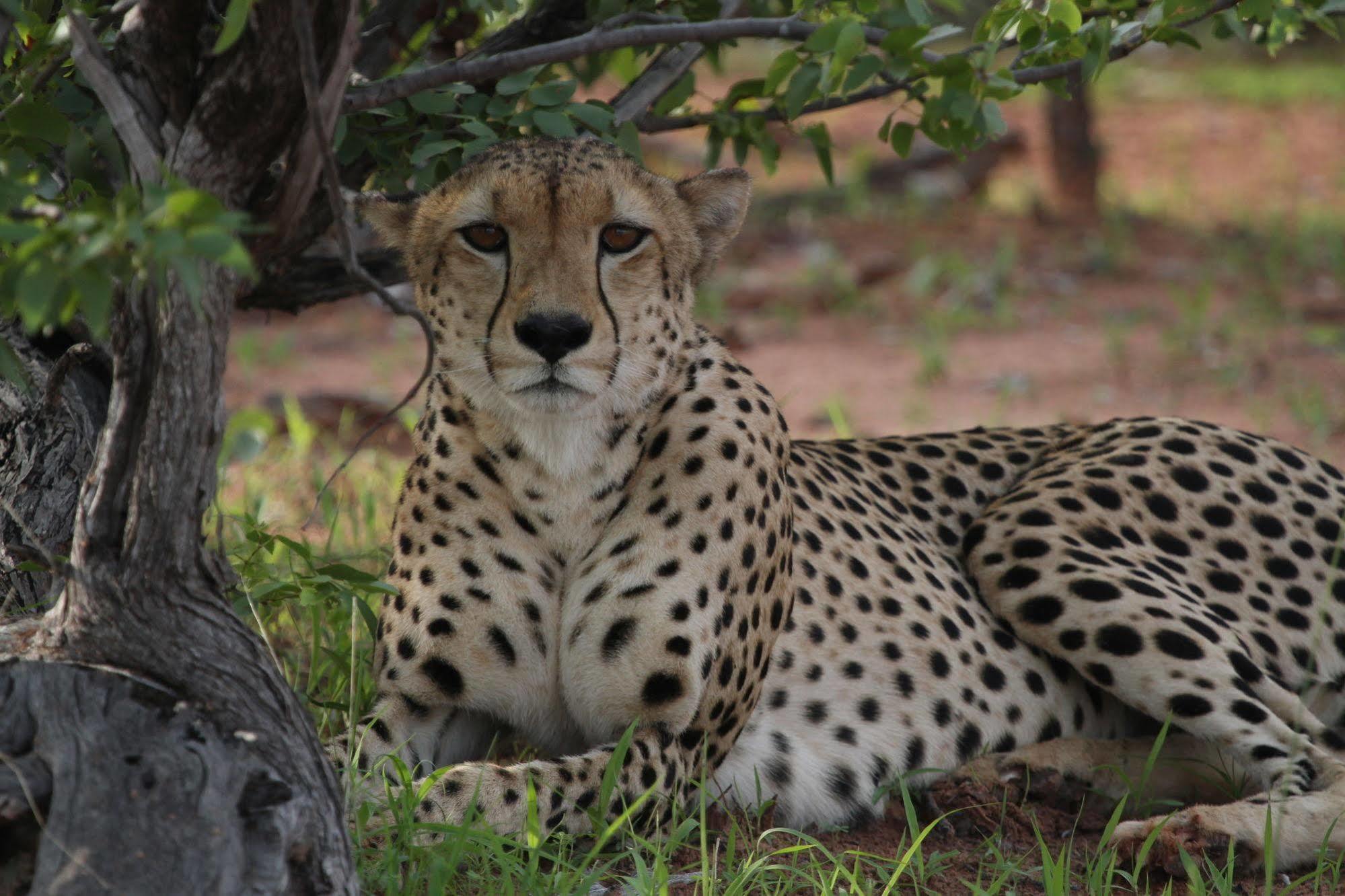Changa Safari Camp Matusadona National Park Exteriér fotografie